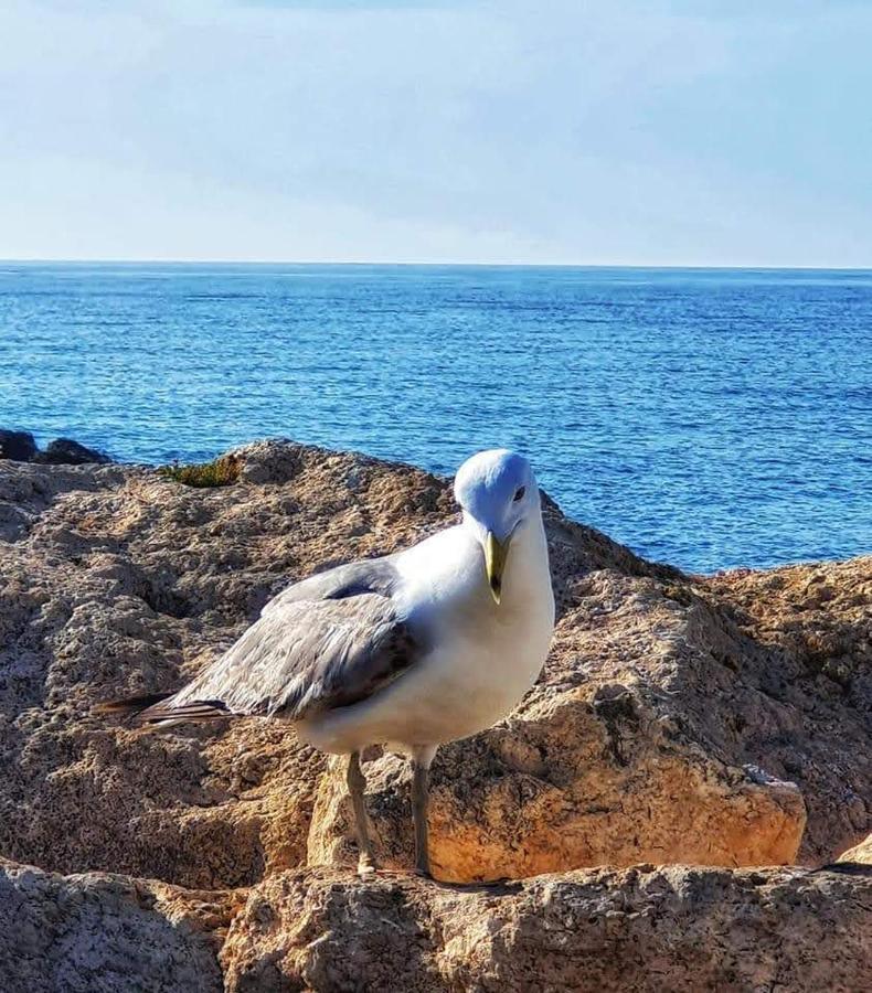 Comodo Apartamento Cerca Del Mar Santa Pola Dış mekan fotoğraf